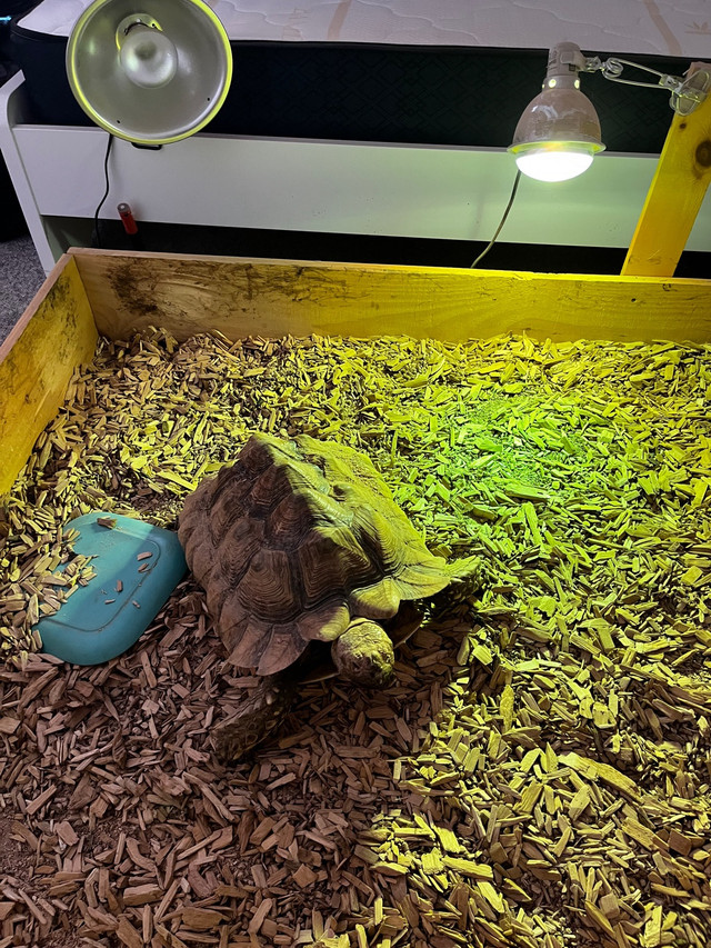  Sulcata  tortoise in Reptiles & Amphibians for Rehoming in Norfolk County - Image 3