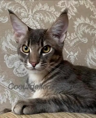 Fermeture de chatterie ! Plusieurs beaux chat de race à vendre, View more