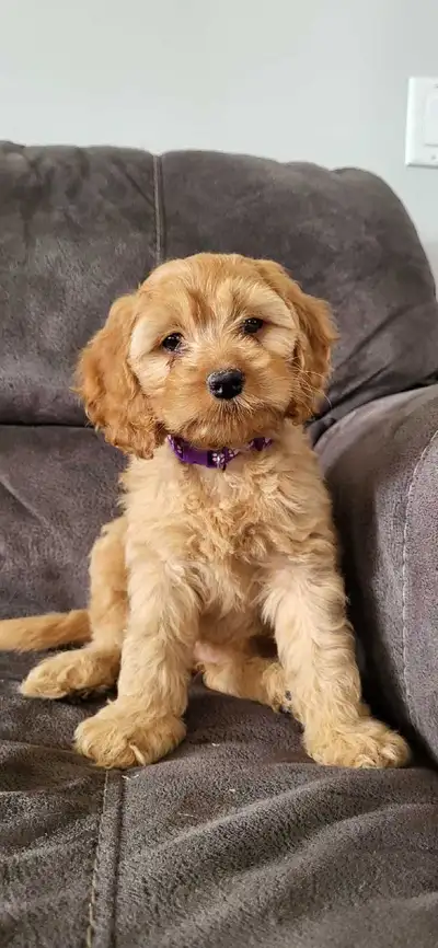 1 Left! Adorable Cockapoo Puppies!, View more
