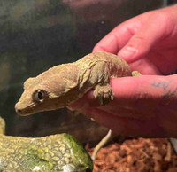Chahoua gecko 