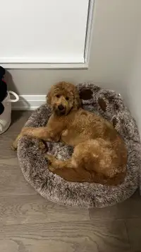 Rehoming Goldendoodle Puppy