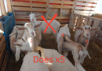 Goats (does) for Sale