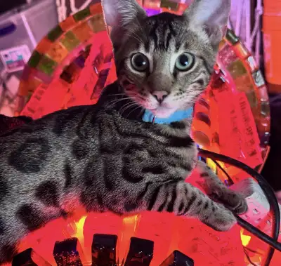 F2 Bengal/savannah hybrid kittens, View more