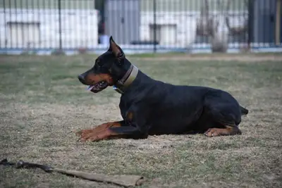 We are now accepting applications for our repeat planned breeding at the end of March. LASHA x FRANZ...
