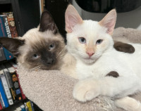 Siamese kittens - 4 months old - vaccinated - white and black