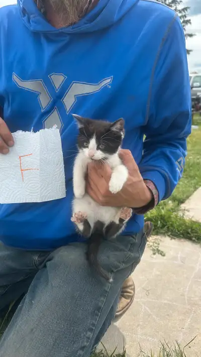 mousers looking for new home, View more
