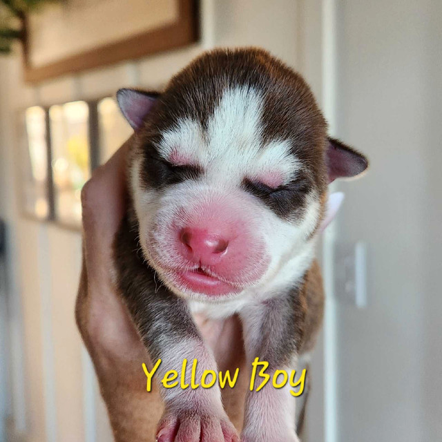 Siberian Husky Puppies in Dogs & Puppies for Rehoming in New Glasgow - Image 3