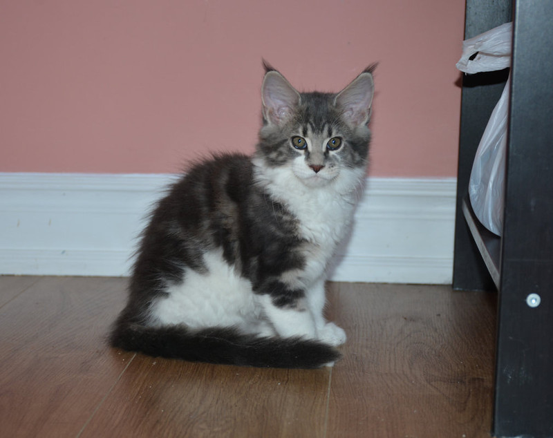 Registered purebred Maine Coon kittens for sale | Cats & Kittens for ...