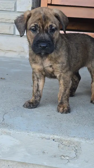 PUPPIES for Sale, View more