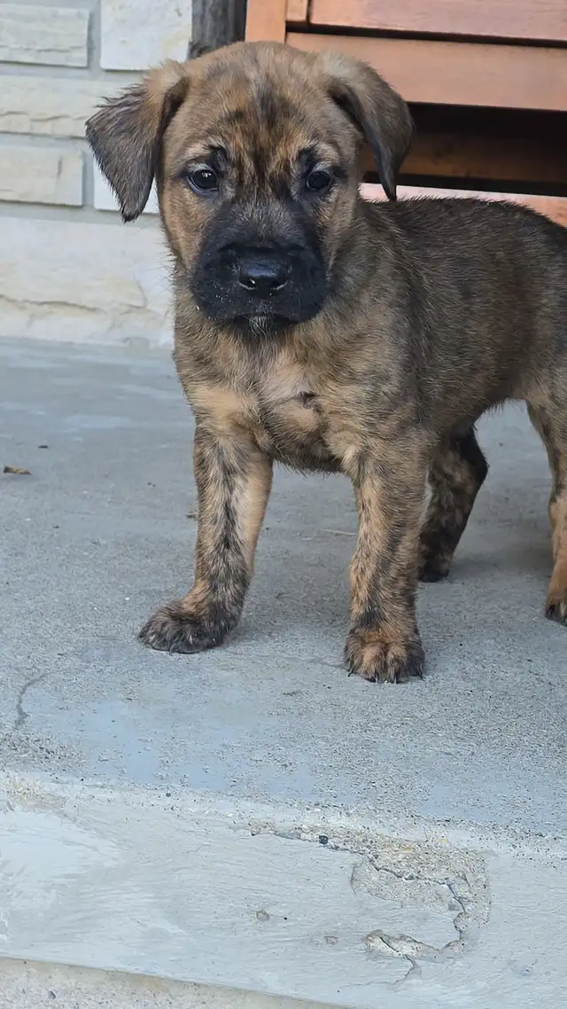 PUPPIES for Sale in Dogs & Puppies for Rehoming in Windsor Region - Image 2