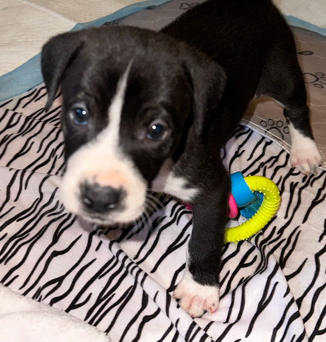 American bulldog/ Husky puppies in Dogs & Puppies for Rehoming in City of Toronto