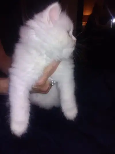 Beautiful Persians !!, View more