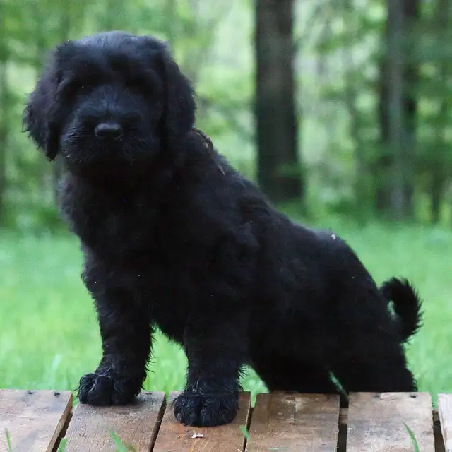 Black Russian Terrier CKC registration in Dogs & Puppies for Rehoming in Oakville / Halton Region - Image 5