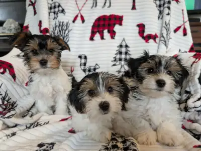 Biewer Terrier Puppies, View more