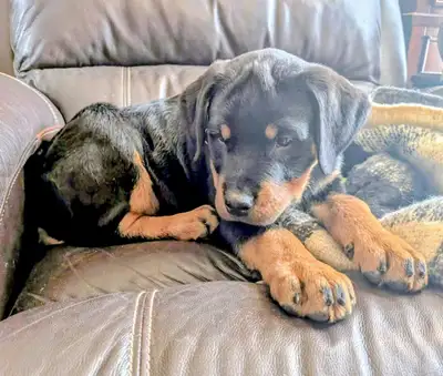 Rottweiler Puppies for Sale, View more