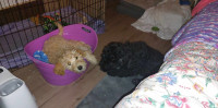 Golden Doodle Puppies Two females available