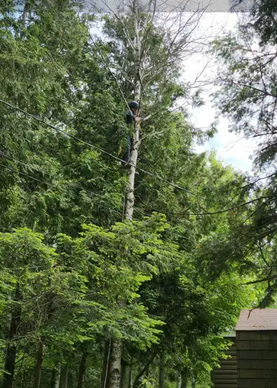 Tree Removal & Cutting – Climbing – Saint John Area, View more