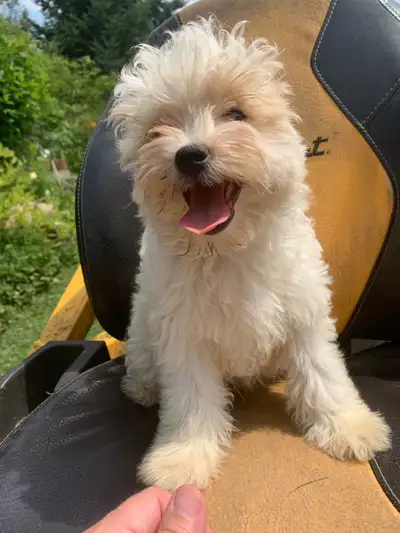 Maltipoo male ❤️ NO SHEDDING, View more