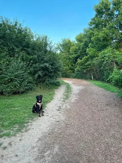 My Loving Puppy Needs A New Forever Home, View more