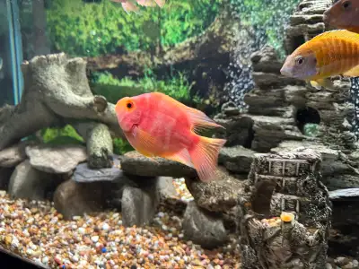 I have an adult female blood-red parrot cichlid for sale or trade. In good health but was mistakenly...
