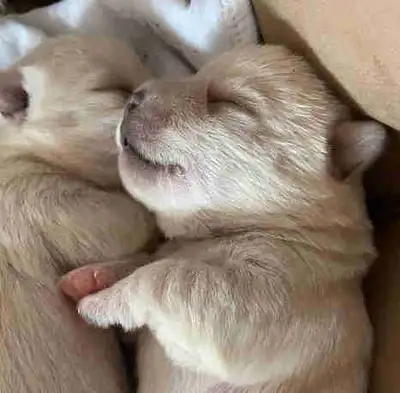 La mère et le père sont pures races payé $4.000 chaque,3 chiots, un mâle et deux femelle,ils sont hy...