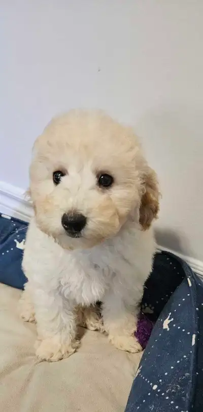 Last Male Poochon (Bichonpoo) –fully trained, View more