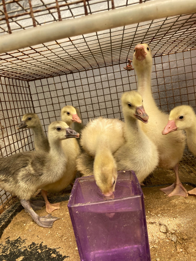 BABY GEESE in Livestock in Leamington - Image 3