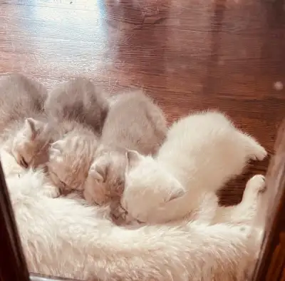 Scottish kittens , View more