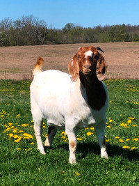 Female Boer Goat