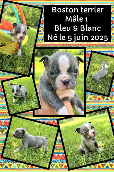 Chiots Boston Terrier , View more
