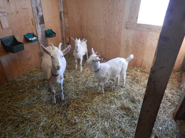 Nous vendons notre petit troupeau de chèvres Saanen pur-sang dans Animaux de ferme  à Rimouski / Bas-St-Laurent - Image 4
