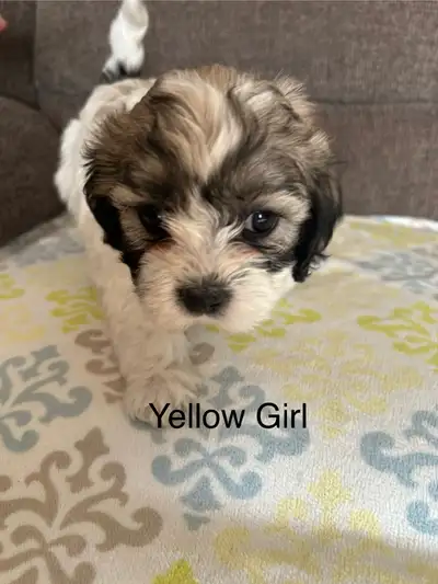 Welcome to PuppyVille ❤️, View more