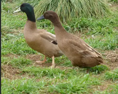 Khaki Campbell Ducklings, View more