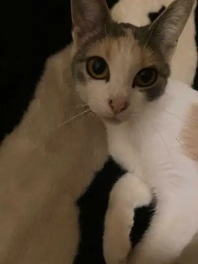 Cats roaming Looking for a loving home., View more