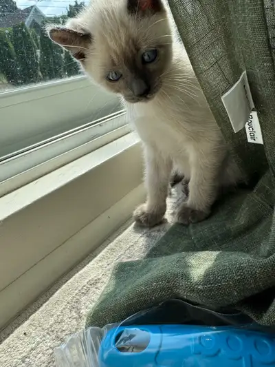 Female Siamese kitten for sale, View more