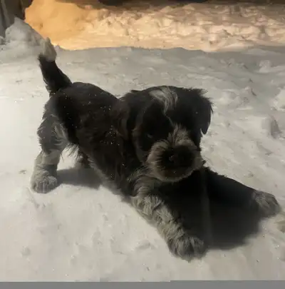 OUTSTANDING❣️Ready to join their furever homes mid December. Stunning Chocolate & White and Liver &...