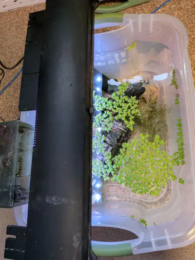 Freshwater fish for sale!, View more