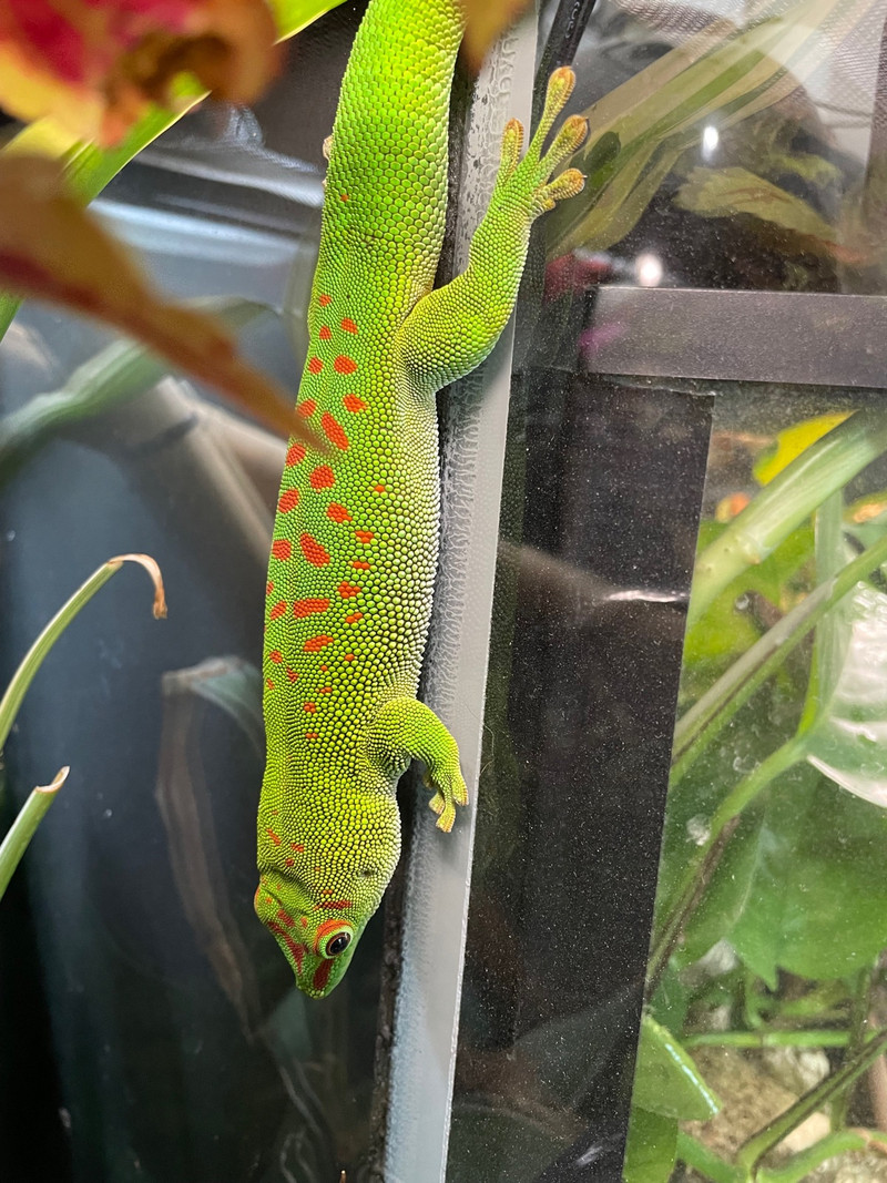 Mourning Gecko's with enclosures | Reptiles & Amphibians for Rehoming
