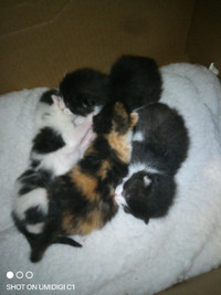 8 week old male kittens