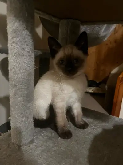 Siamese kitten, View more