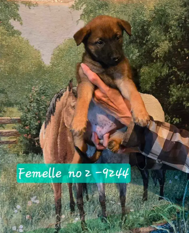 Beautiful Belgium Malinois  Dark Puppies  Magnifiques Malinois in Dogs & Puppies for Rehoming in Laval / North Shore - Image 6