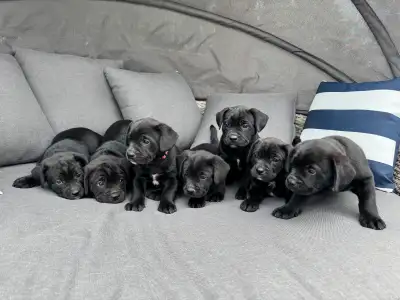 PUPPIES READY TO REHOME, View more