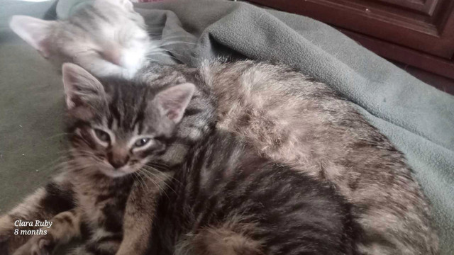 the sweetest boy  in Cats & Kittens for Rehoming in Fredericton - Image 2
