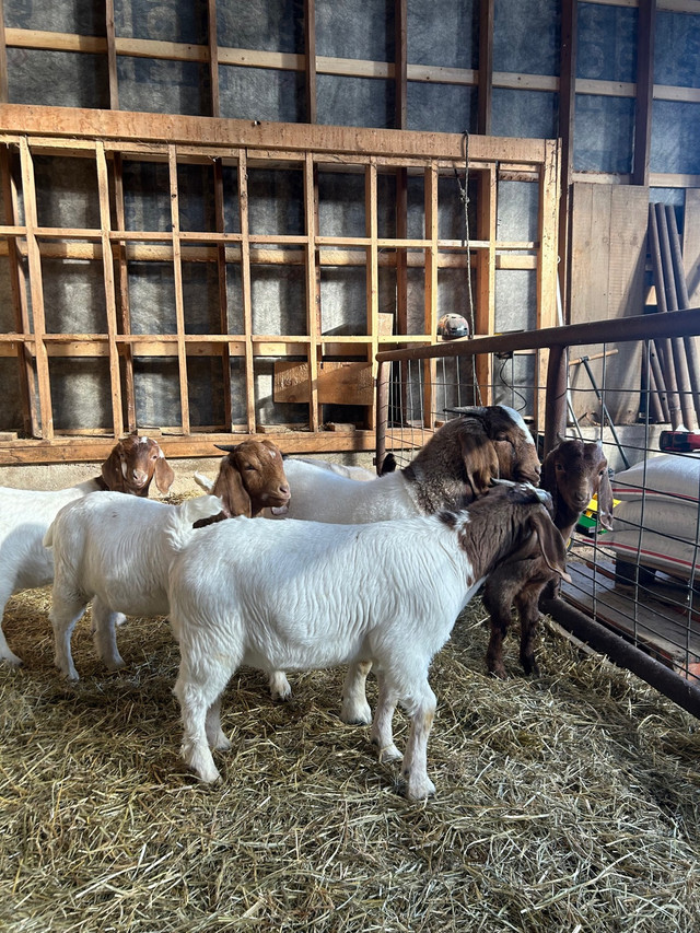 Boer Goat Kids in Livestock in Chatham-Kent - Image 3
