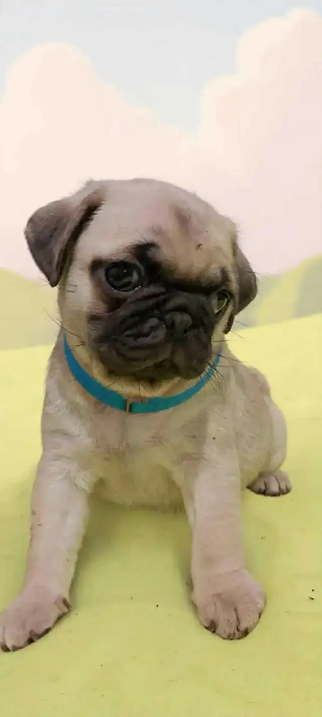 Pug puppies. Vaccinated and dewormed. weekend sale.. in Dogs & Puppies for Rehoming in Brantford - Image 5