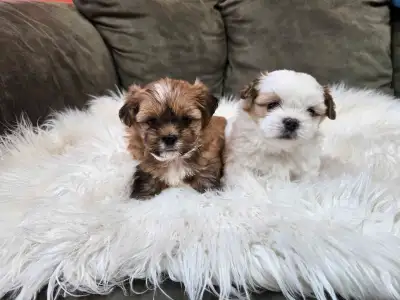 Shichon Puppies, View more
