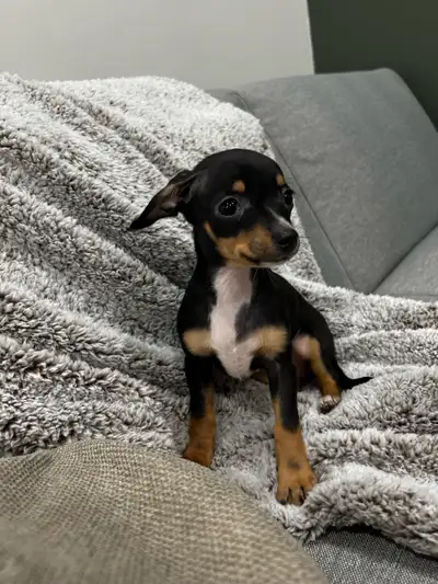 ✨Chocolate Chips!✨, View more