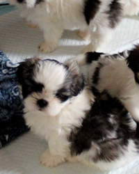 Adorable pure bred Shih tzu puppies 