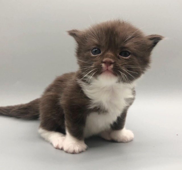 Ragdoll Kittens Rare Solid Chocolates & Chocolate torties Cats