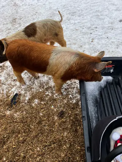 feeder pigs, View more
